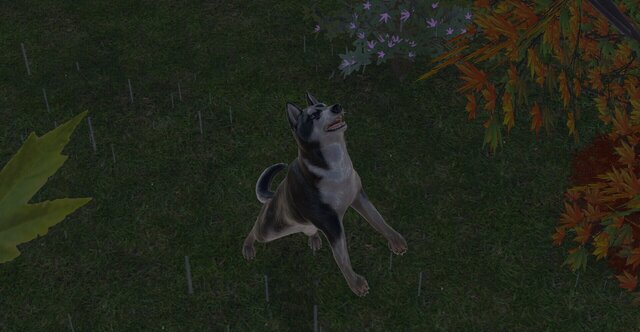 Pets GO