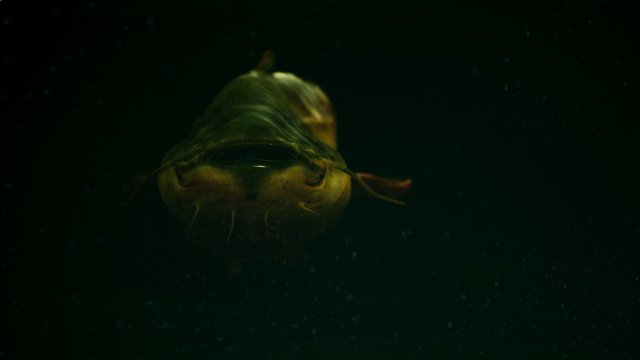 Catch And Tame